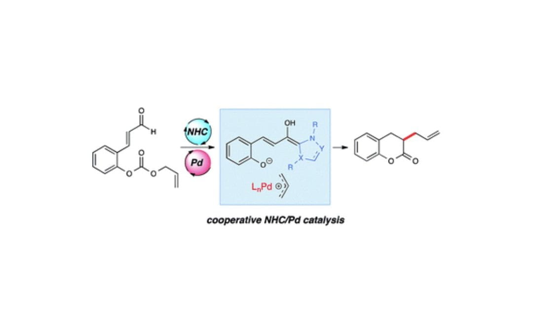 A Cooperative N-Heterocyclic Carbene/Palladium Catalysis System