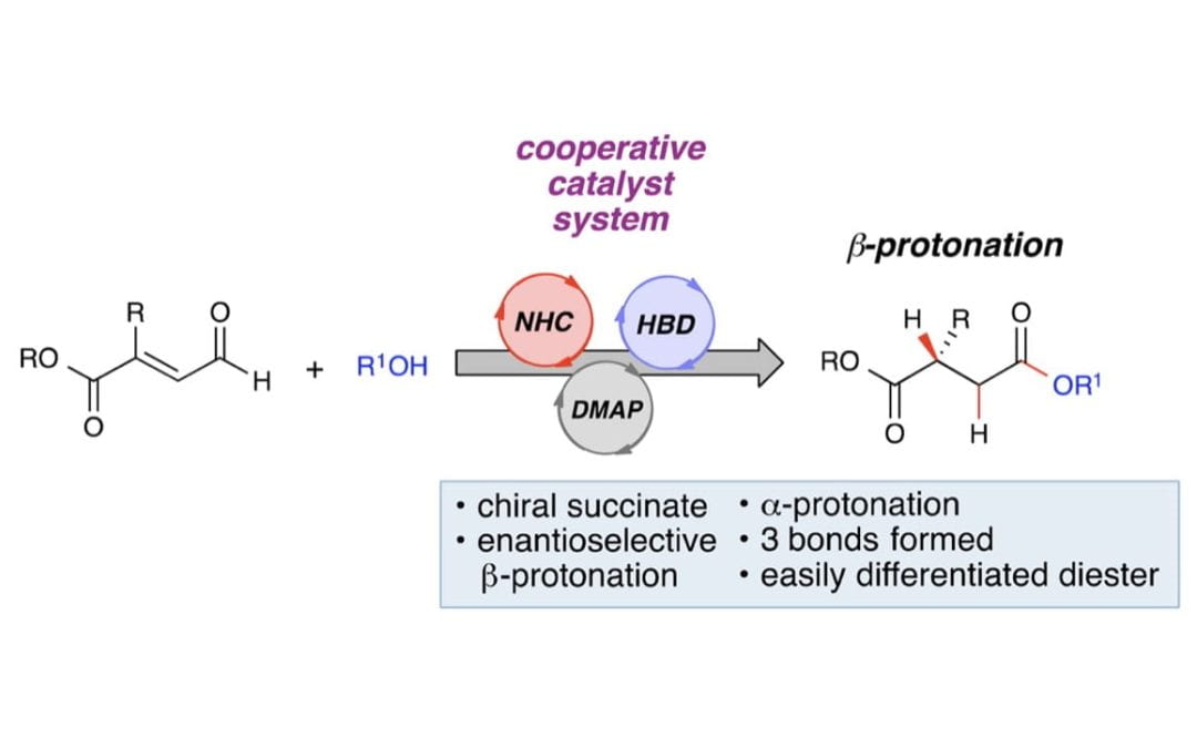 Enantioselective β-Protonation by a Cooperative Catalysis Strategy