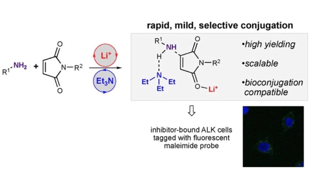 Conjugate Additions of Amines to Maleimides via Cooperative Catalysis