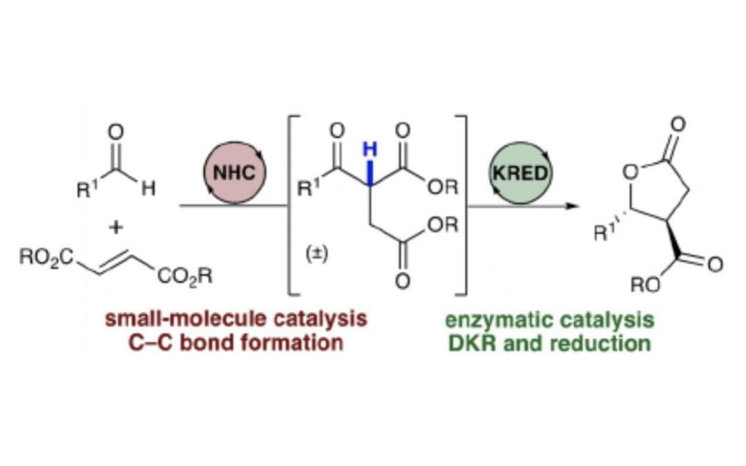 A Sequential Umpolung/Enzymatic Dynamic Kinetic Resolution Strategy for the Synthesis of γ-Lactones