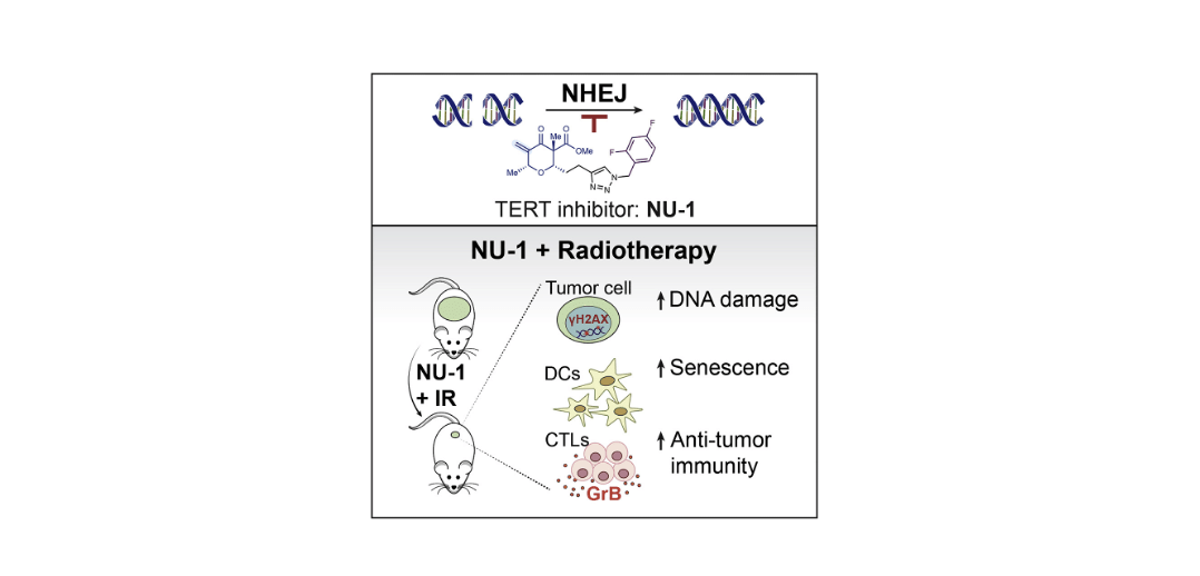 Targeting telomerase reverse transcriptase with the covalent inhibitor NU-1 confers immunogenic radiation sensitization