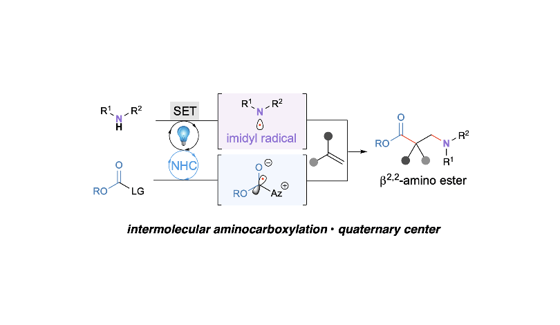 Cooperative Carbene Photocatalysis for β-Amino Ester Synthesis