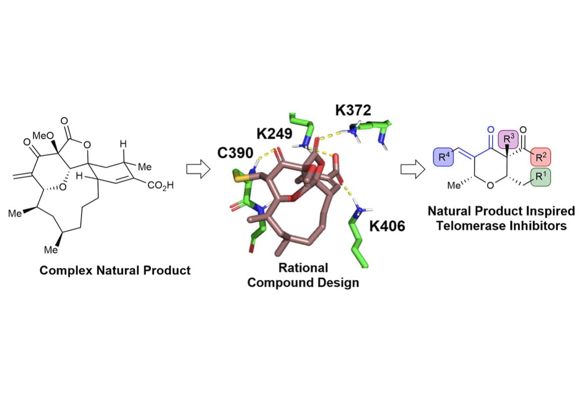 Targeted Covalent Inhibition of Telomerase